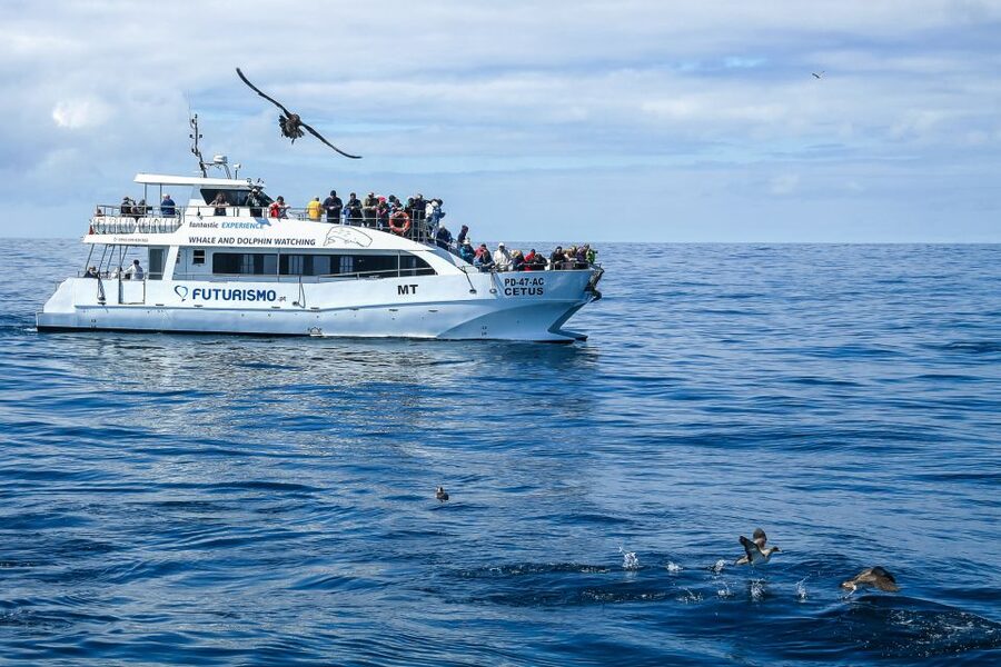 From Ponta Delgada: Whale and Dolphin Watching Trip - Sea Conditions and Sea Sickness: Plan Like a Realist