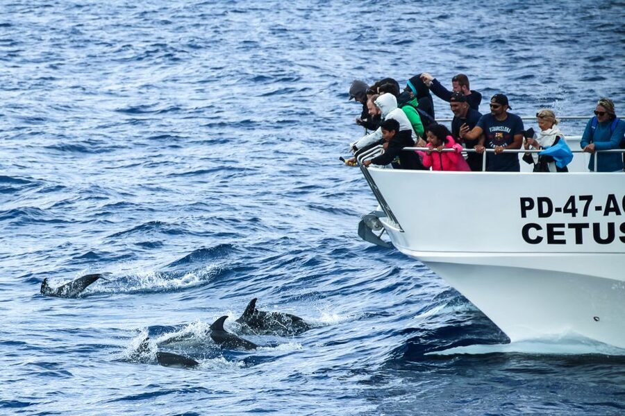 From Ponta Delgada: Whale and Dolphin Watching Trip - The 3-Hour Flow: Safety Briefing, Out to the Atlantic, Then the Search