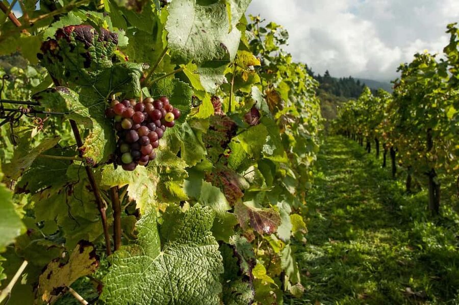 From Porto: 2 Wine Regions, Farm Lunch, and Boat Ride - Vilarinho de São Romão: The Second Winery and More Time for Questions