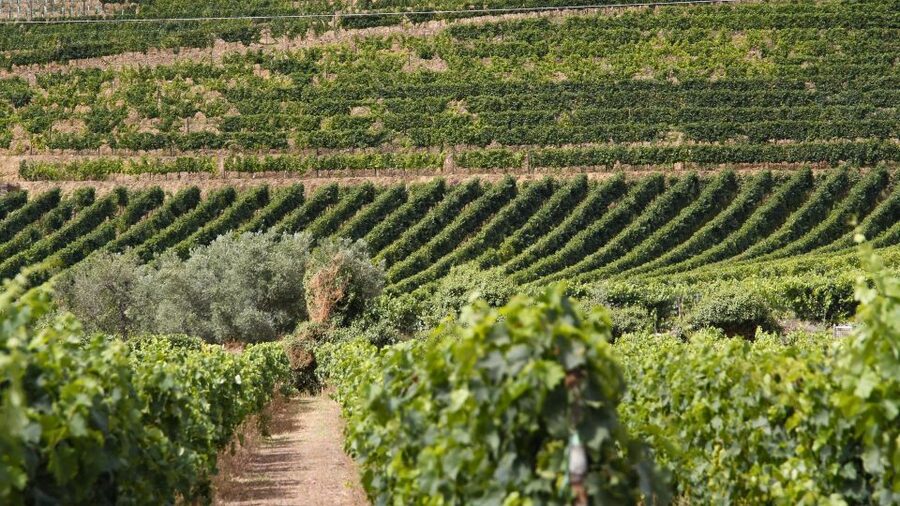 From Porto: 2 Wine Regions, Farm Lunch, and Boat Ride - Practical Tips So the Day Feels Easy