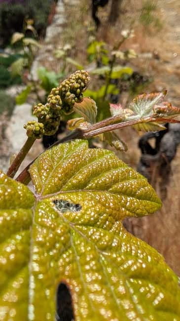 From Porto: 2 Wine Regions, Farm-to-Table Lunch & Boat - From Porto pickup to the Vinho Verde start, with Amarante flavor