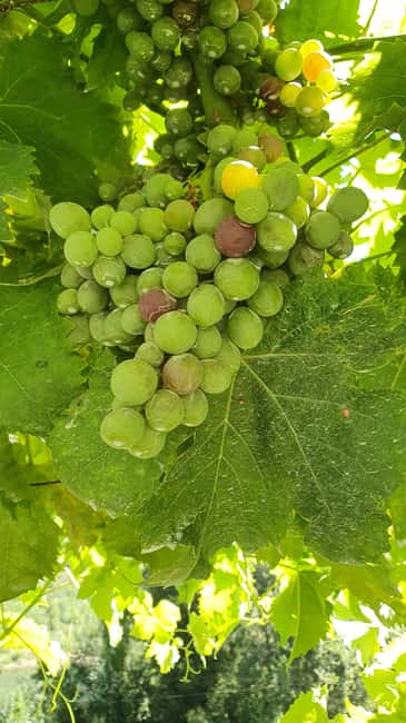 From Porto Day Douro Valley Wine Tour 2 Wine Tasting & Lunch - Lunch in the Douro Valley: Regional Food With a View Break