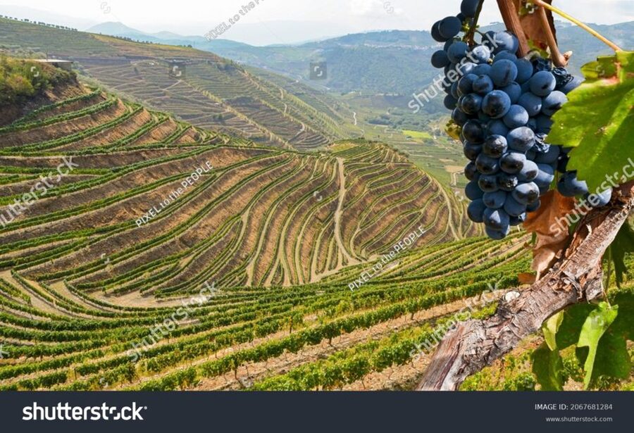 From Porto: Full-Day Douro Historical Tour - Who should book this Douro Historical Tour from Porto