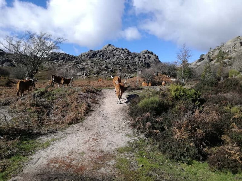 From Porto: Hike & Swim in Gerês National Park - Quick hits before you book