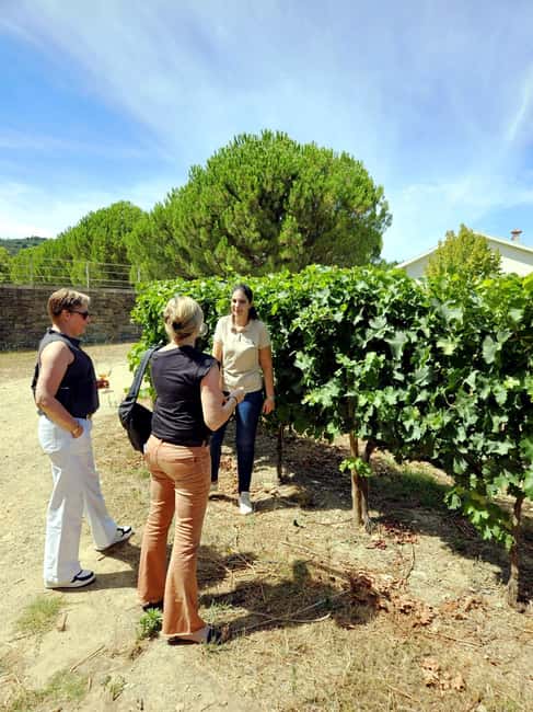 From Porto: Premium Douro Valley 4 Vineyards Tour with Lunch - From Porto to the Douro: What Makes This a Premium Day Trip