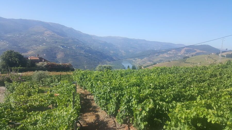 From Porto: Private Douro Valley Tour with Booking Service - Wine and port choices: how tastings work when tickets are extra