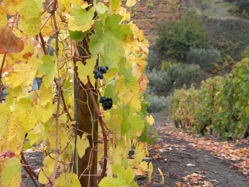From Porto: Private Douro Valley Tour with Booking Service - Eating where locals do: the reservation service is the quiet superpower