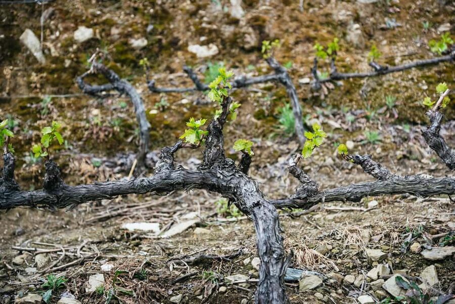 From Porto: Small Group Douro Valley Tour with Wine & Cruise - Pinhão to the River, and Why the Cruise Works So Well