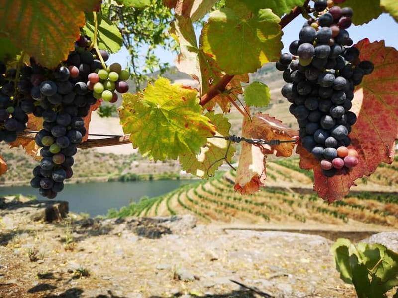 From Porto: Tastings at 2 Wineries, Chef's Lunch & Boat Tour - The Lunch at the Family Estate: Where the Douro Tastes Like Food