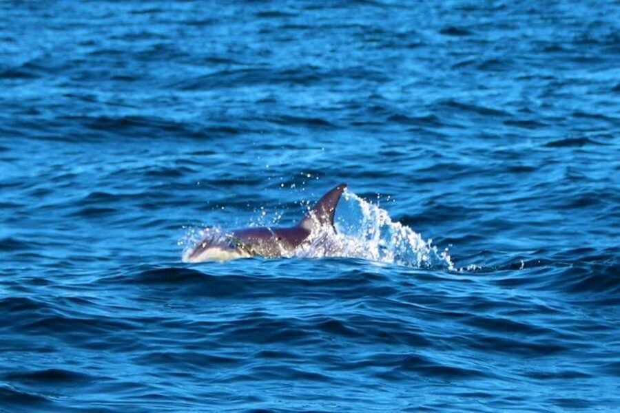 From Vilamoura: 2.5-Hour Benagil Cave and Dolphins Boat Tour - Who should book, and who should skip this one