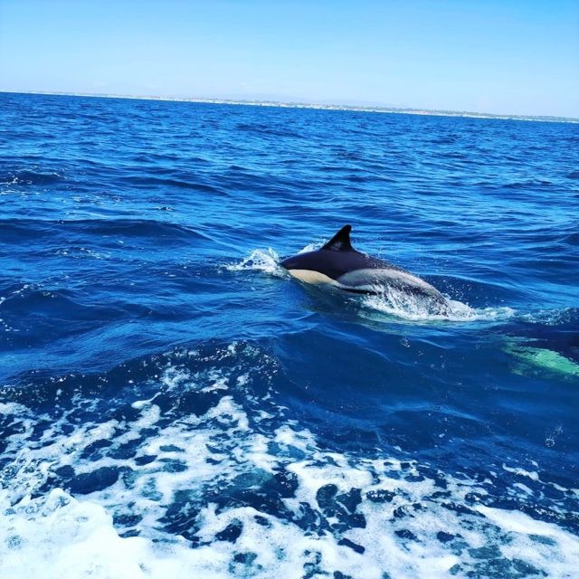 From Vilamoura: 2.5-Hour Benagil Cave and Dolphins Boat Tour - Benagil Sea Cave: what you’ll see from the water