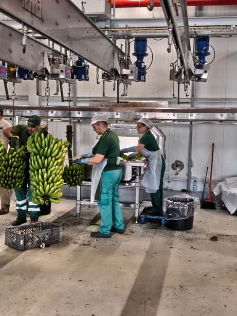 Funchal Agriculture Green Tour - Porto da Cruz and the old rum factory with steam machines