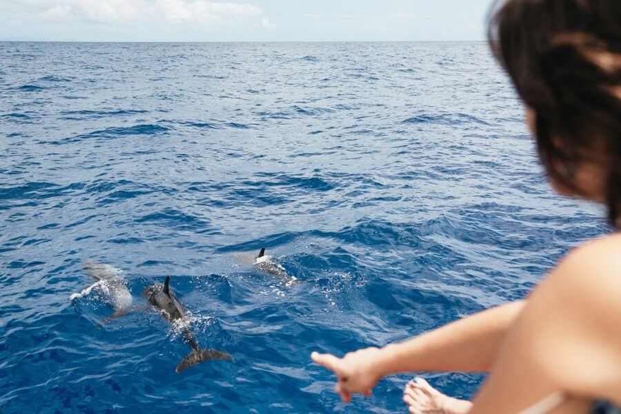 Funchal Bay: Dolphin & Whale Watch Luxury Catamaran Cruise - Drinks On Board: Plan for Purchases, Not Included Freebies