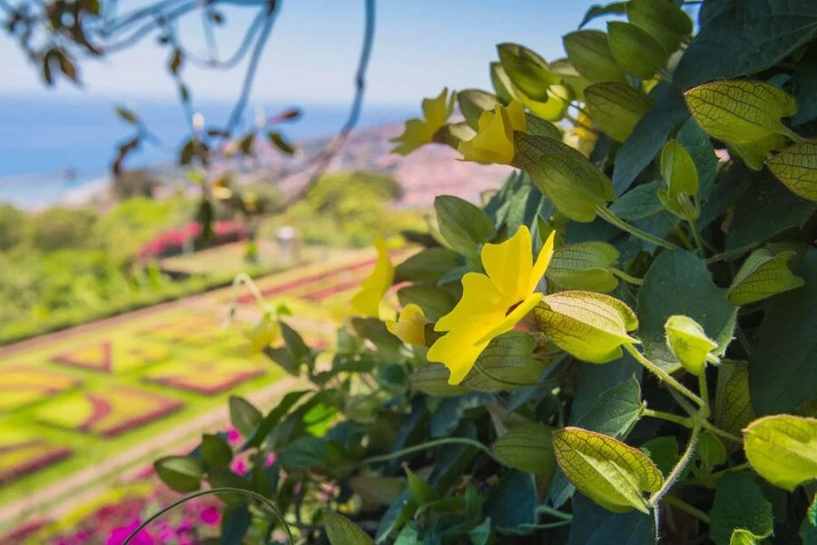 Funchal: Botanical Garden and Old Town Private Tuk-Tuk Tour - Old Town Zona Velha, cobblestones, and 15th-century survivors