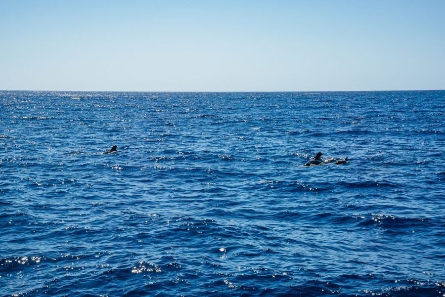 Funchal: Dolphin and Whale Watching by Luxury Catamaran - Quick practical checklist before you go