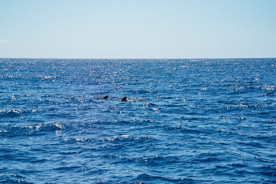 Funchal: Dolphin and Whale Watching by Luxury Catamaran - Meeting at Pier 8, then getting safely settled without wasting your time