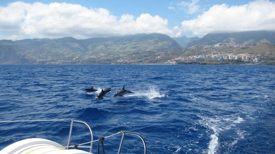 Funchal: Dolphin and Whale Watching Catamaran Cruise - Key things you’ll care about on this Madeira cruise