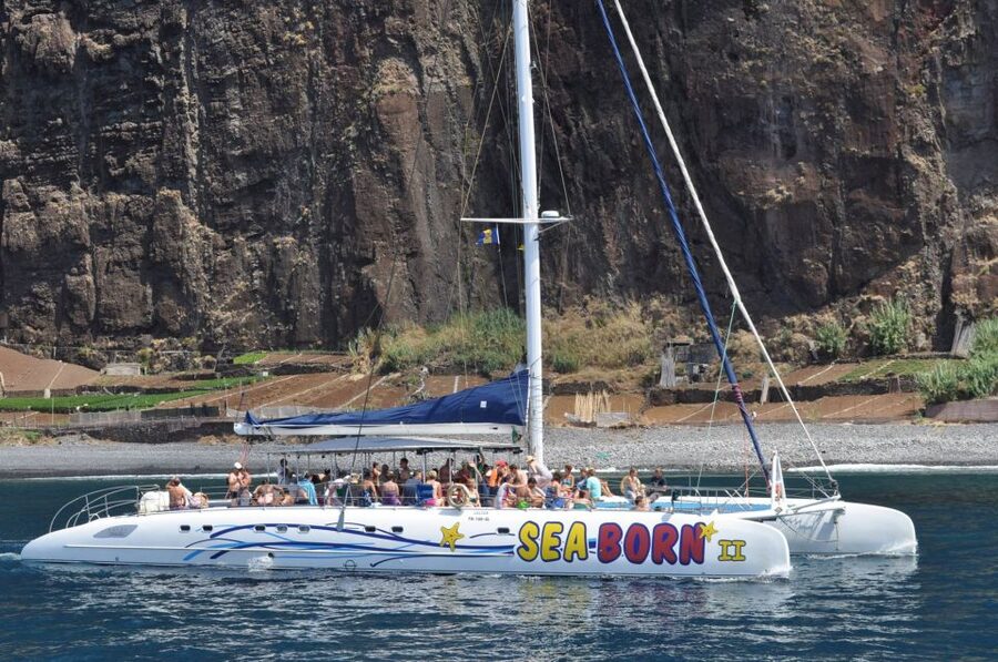 Funchal: Dolphin and Whale Watching Catamaran Cruise - Odds, expectations, and how to improve your chances