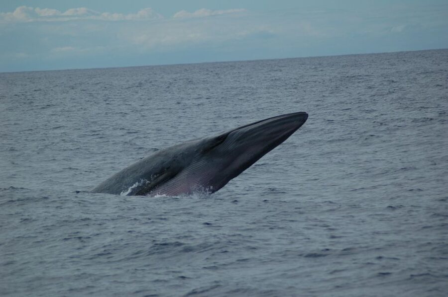 Funchal: Dolphin and Whale Watching Catamaran Cruise - Funchal to the open water: what this 3-hour cruise is really like
