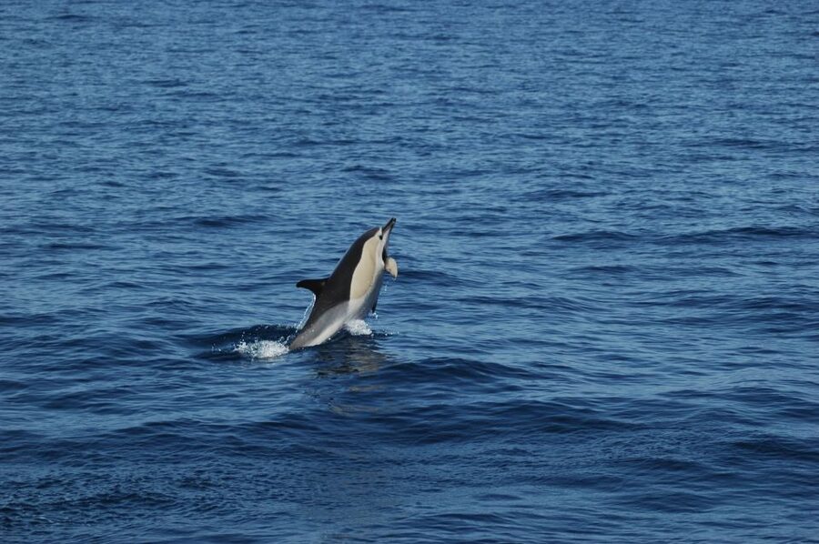 Funchal: Dolphin and Whale Watching Catamaran Cruise - Cabo Girão cliff area: where the views turn into part of the “show”