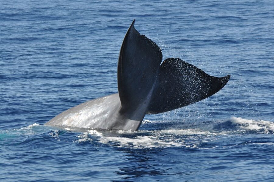 Funchal: Dolphin and Whale Watching Catamaran Cruise - What dolphins, pilot whales, sperm whales, and turtles look like up close