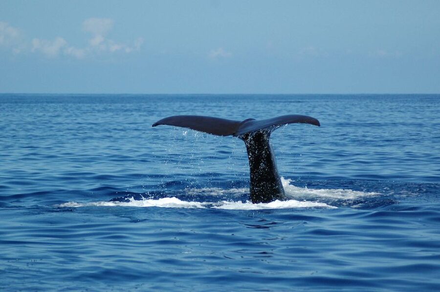 Funchal: Dolphin and Whale Watching Catamaran Cruise - Price and value: is $41 for 3 hours fair for Madeira?