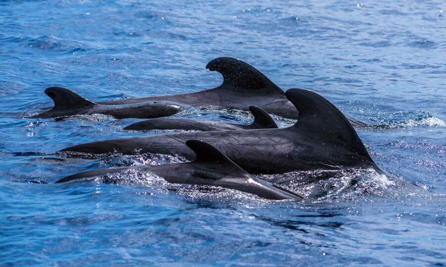 Funchal: Dolphin and Whale Watching Cruise - FAQ