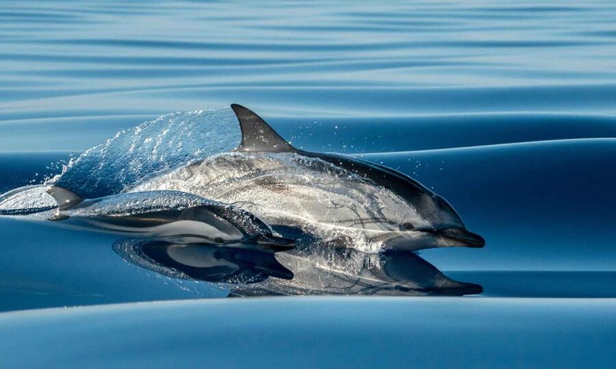 Funchal: Dolphin and Whale Watching Cruise - Meeting Magic Dolphin in Funchal, and what to do before you board