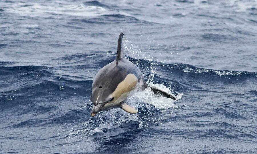 Funchal: Dolphin and Whale Watching Cruise - What you might see offshore: dolphins, whales, turtles, and seabirds