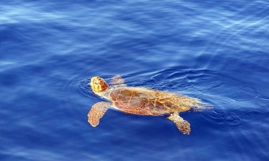 Funchal: Dolphin and Whale Watching Cruise - The ride, the wet parts, and how to feel comfortable out there