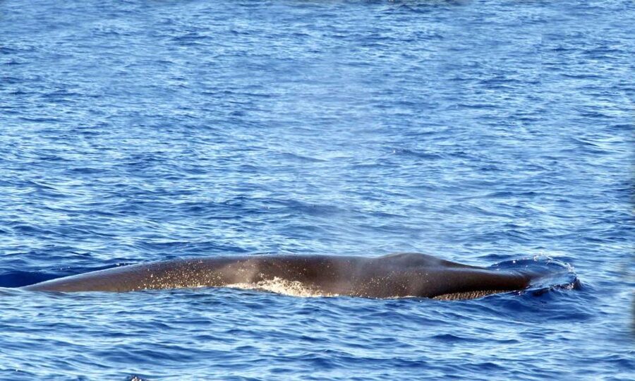 Funchal: Dolphin and Whale Watching Cruise - Price and value: $58 for two hours, plus the €10 rebook deal