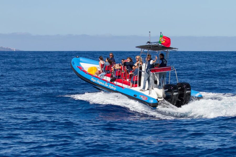 Funchal: Dolphin and Whale Watching Cruise - Who this cruise suits best, and who should skip it