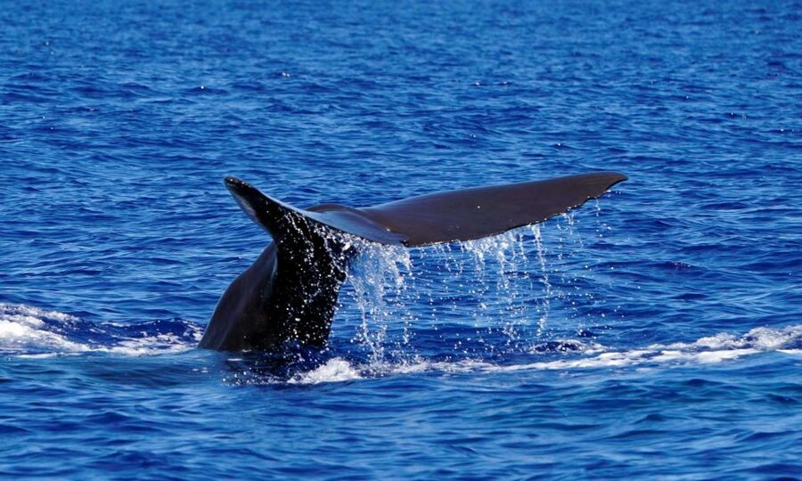 Funchal: Dolphin and Whale Watching Cruise - Final call: should you book the Funchal dolphin and whale watching cruise?