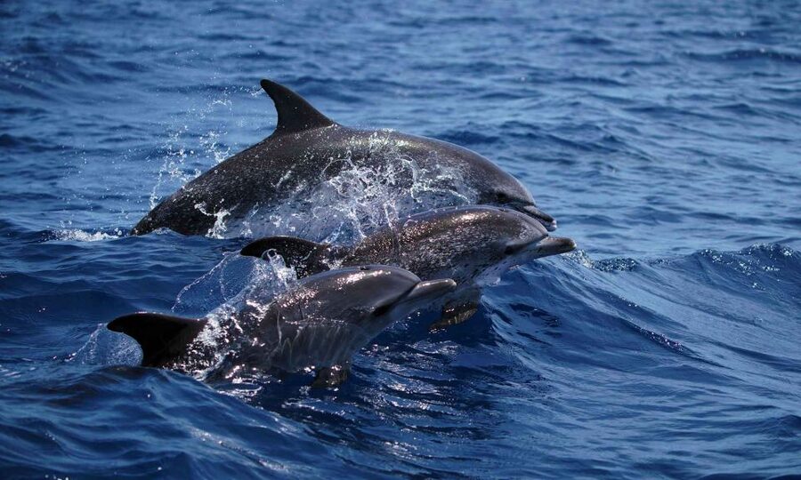 Funchal: Dolphin and Whale Watching Cruise - Sea Safari speedboat run: 2 hours that cover more water fast