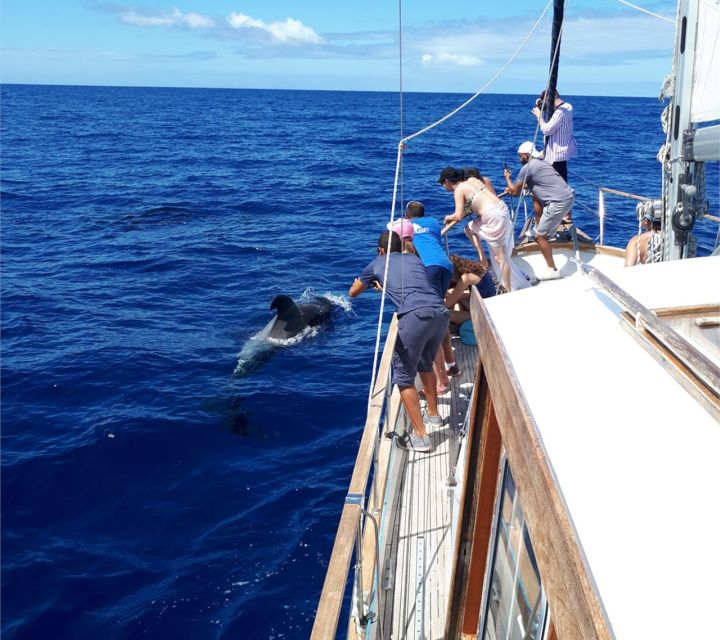 Funchal: Dolphin and Whale Watching Sailing Trip - Who Should Book This Dolphin and Whale Watching Sail?