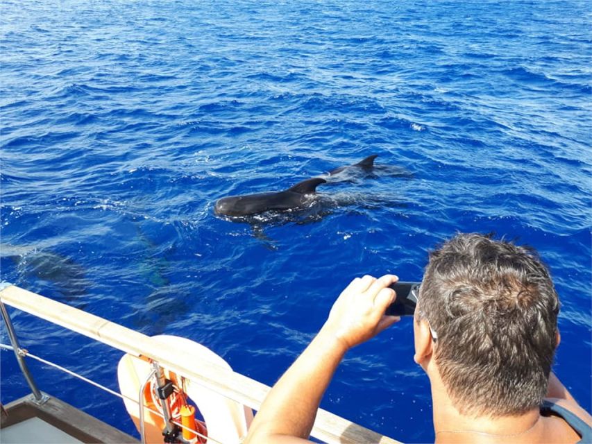 Funchal: Dolphin and Whale Watching Sailing Trip - Wildlife Watching That Doesn’t Feel Like Chasing