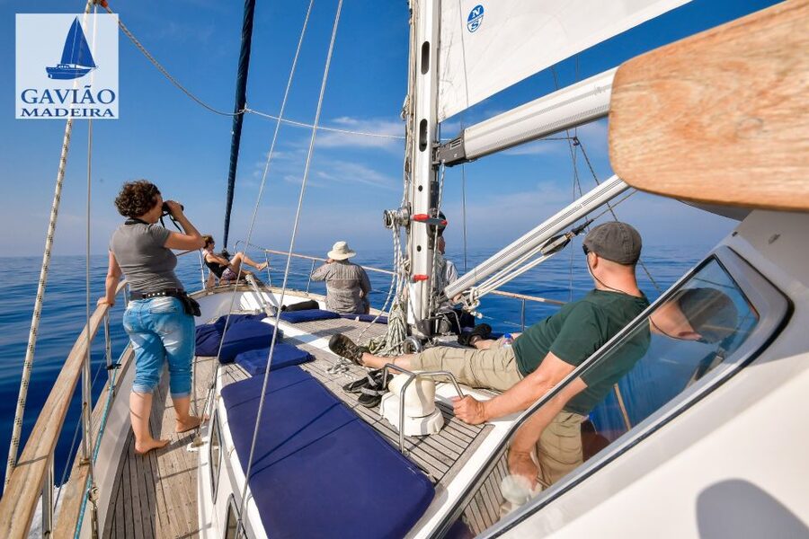 Funchal: Dolphin and Whale Watching Sailing Trip - Swimming and Snorkeling Gear: How to Make the Most of the Stop