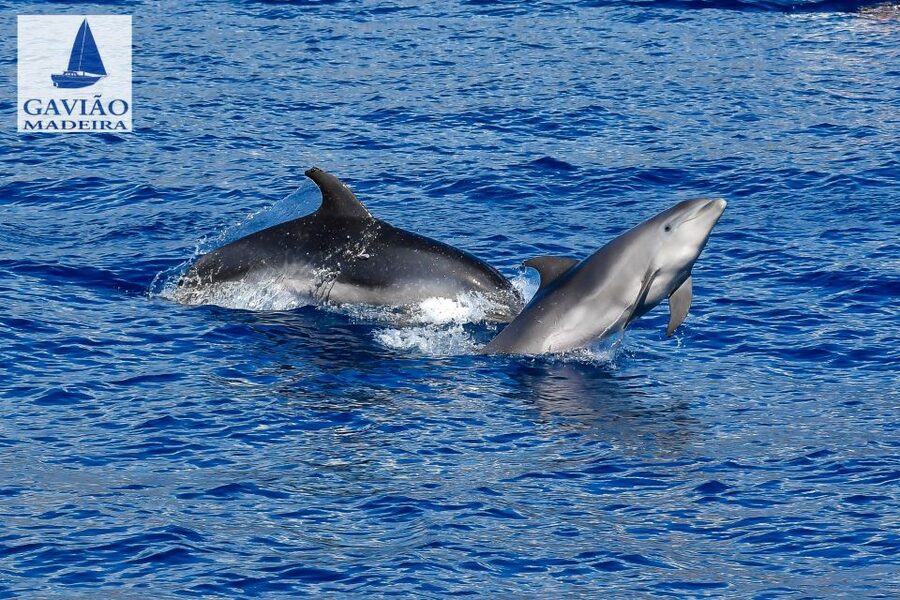 Funchal: Dolphin and Whale Watching Sailing Trip - Price and Value: Why $47 Can Feel Like a Good Deal