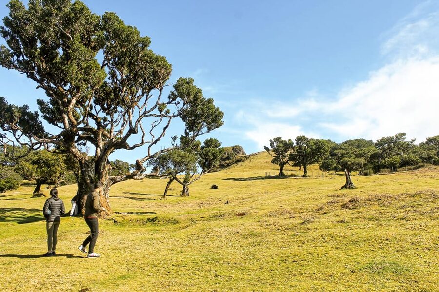 Funchal: Enchanted Terraces, Porto do Moniz & Fanal 4WD Tour - Coastal openings: Ribeira da Janela and quick scenic stops