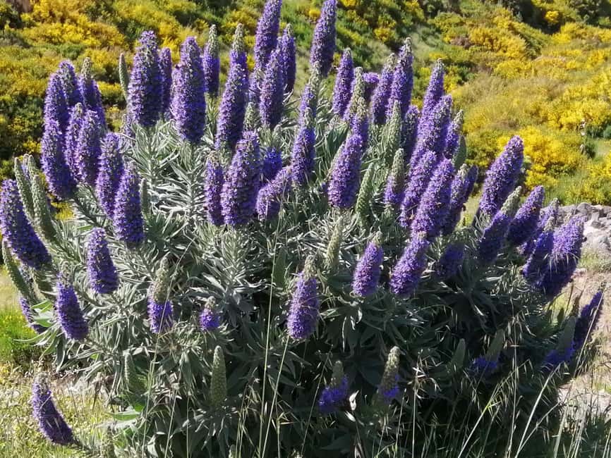 Funchal: Nuns Valley Short Stroll with Mountain Surroundings - Starting Above Funchal: Pico dos Barcelos to Set the Scene
