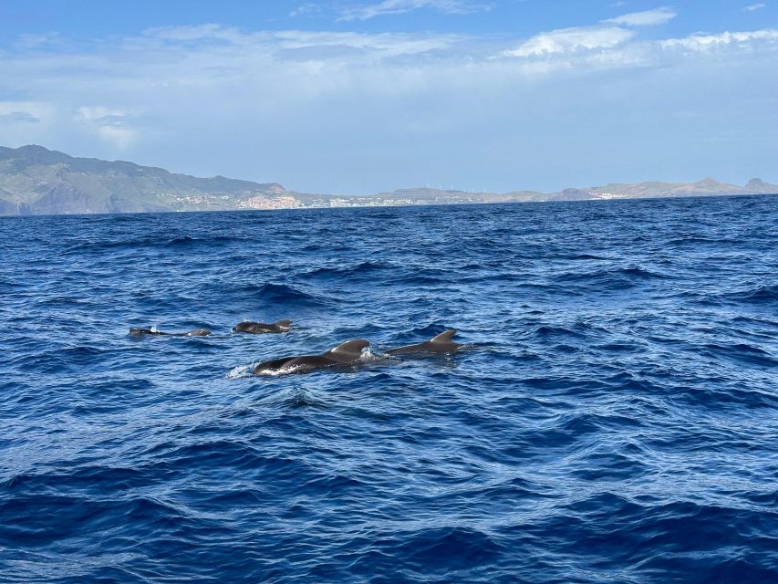 Funchal: RIB Whale Watching Cruise and Optional Dolphin Swim - Cabo Girao Cliff Stop: The Scenic Bonus That Makes Time Feel Full