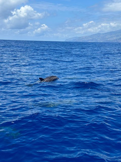 Funchal: RIB Whale Watching Cruise and Optional Dolphin Swim - Motion, Waves, and Who This Boat Ride Fits Best
