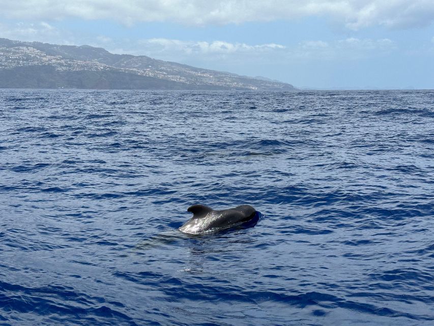 Funchal: RIB Whale Watching Cruise and Optional Dolphin Swim - Where People Get Stuck: Meeting Point Clarity