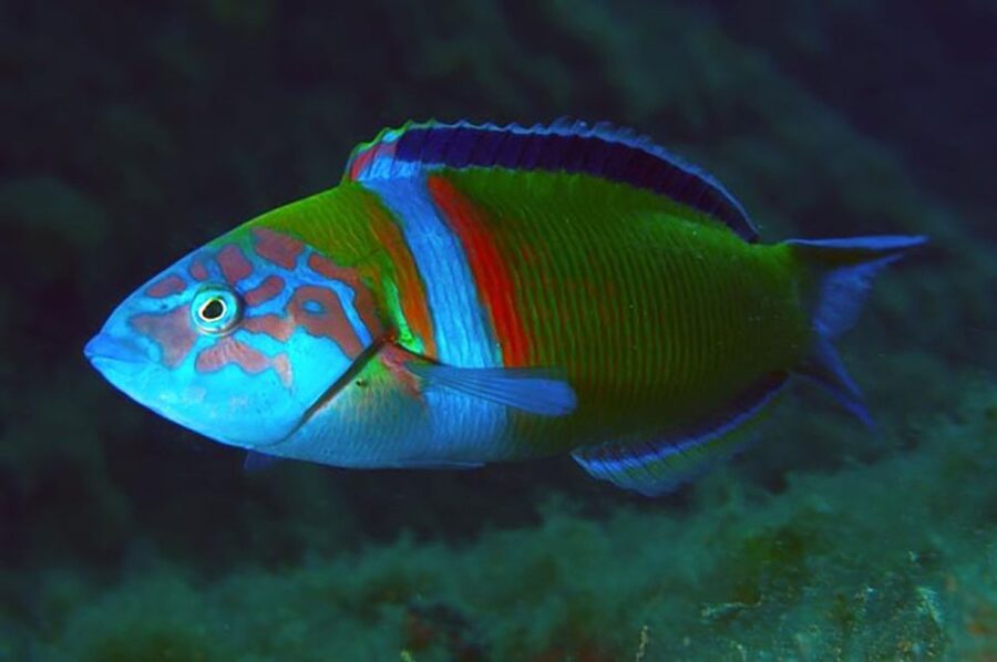Funchal: Scuba Diving Experience for Beginners - Marine life expectations, plus how to make the most of the reef