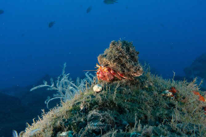 Funchal: Scuba Diving Experience for Beginners - How the small group format keeps you safe and calm