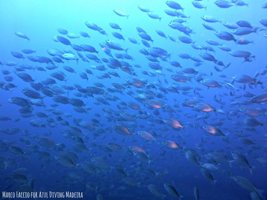 Funchal: Scuba Diving Experience for Beginners - Price and value: why $53 can make sense here