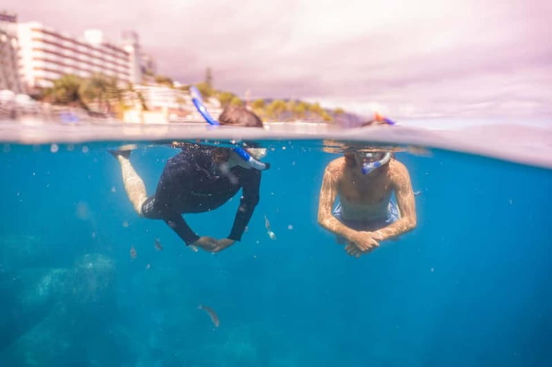 Funchal: Snorkeling Adventure in Eco-Park / Shore or by Boat - Option 1: Self-guided snorkeling from the shore reef (house reef)