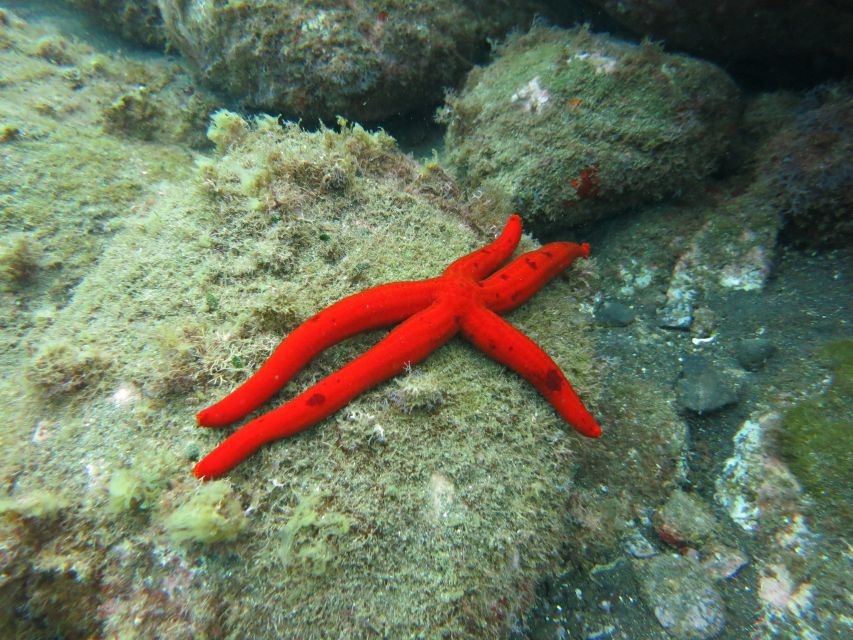 Funchal: Snorkeling Adventure in Eco-Park / Shore or by Boat - Meeting point at Pestana Carlton: easy to find, but plan stairs