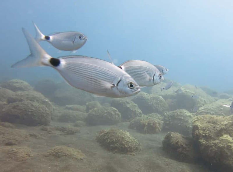 Funchal: Snorkeling Adventure in Eco-Park / Shore or by Boat - Equipment and comfort: the small things that make snorkeling easier