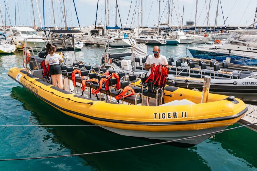 Funchal: Whale and Dolphin Watching Speed Boat Tour - Key highlights you should care about